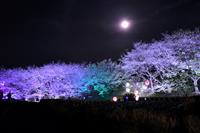 桜ヶ丘公園ライトアップ②